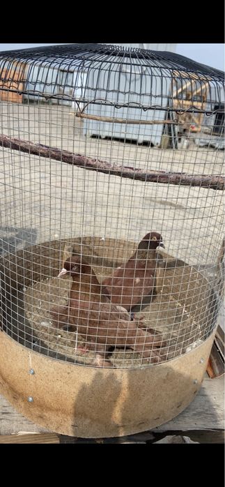 Голуби Широко хвостые