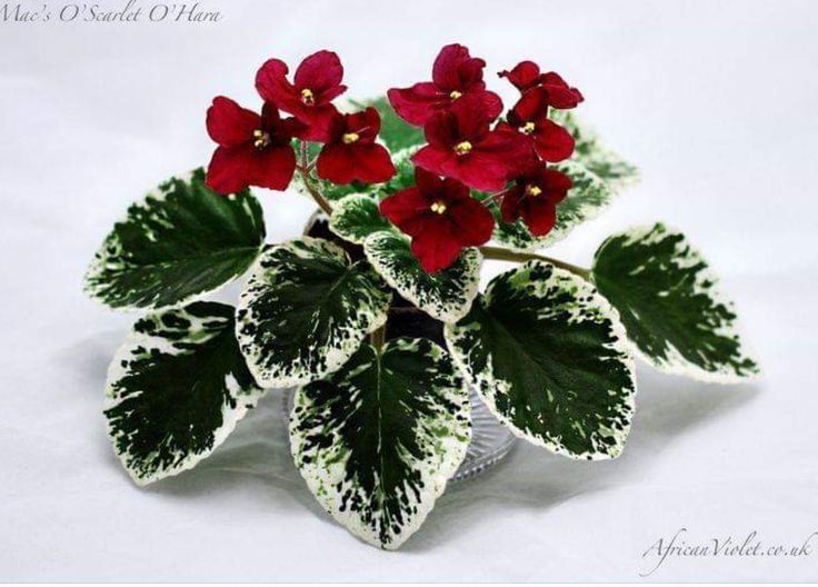 Детки сортовых фиалок