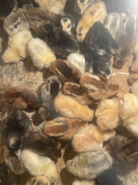Цыплята от крупных кур