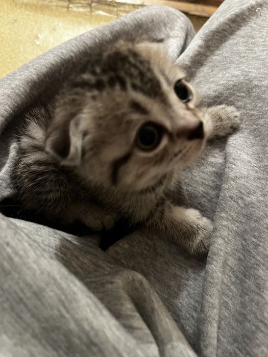 Кошка шотланская вислаухая