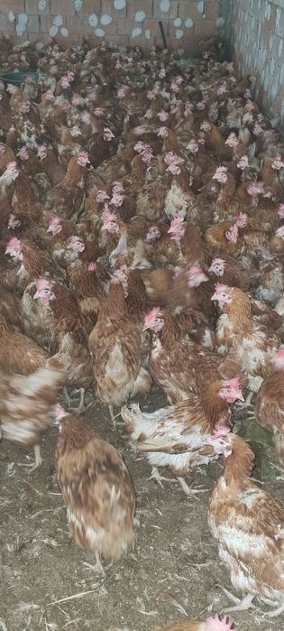 Găini 11 luni - Comandă 20 buc - Transport la domiciliu