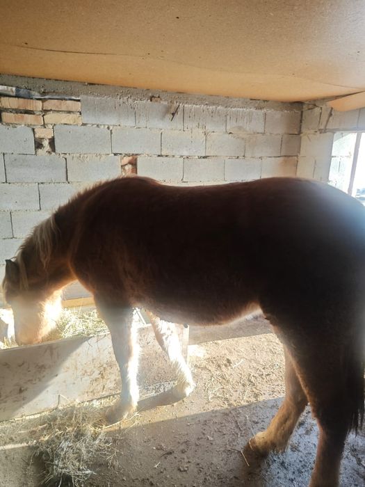 СРОЧНО!!! 2,5 жасар бие сатам