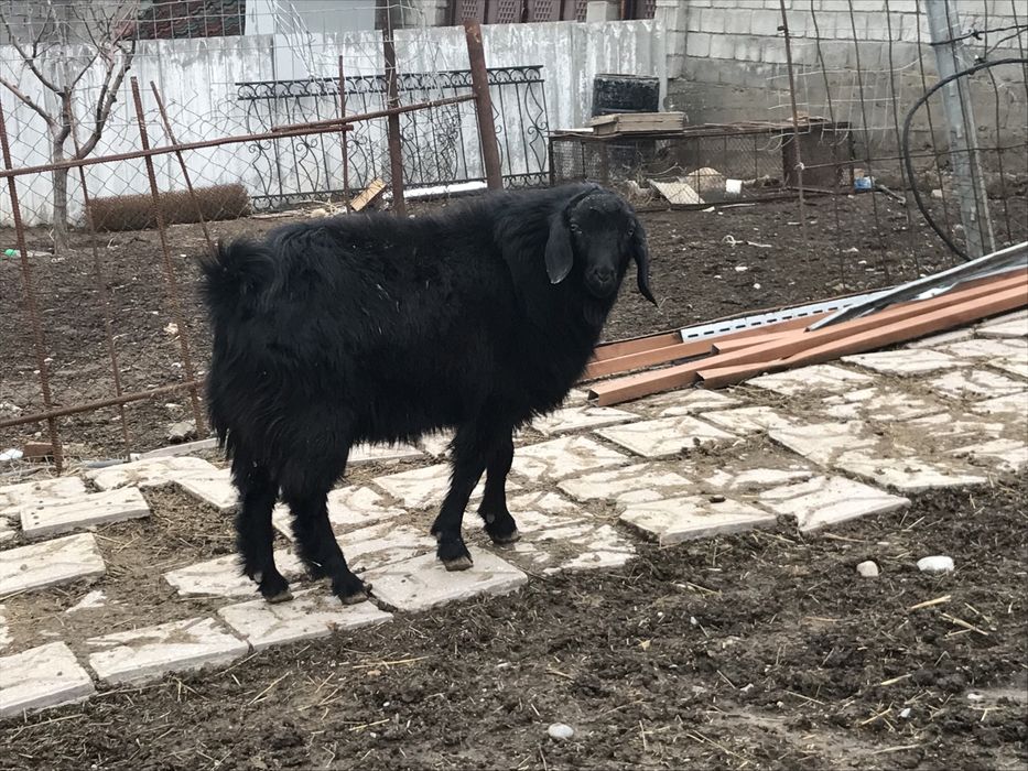 Козел теке ешкі