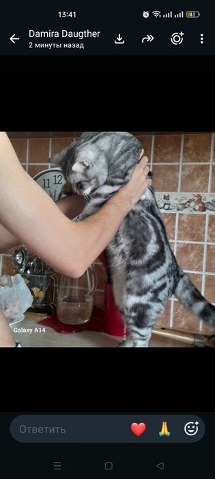 Отдам в  добрые руки