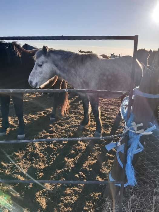 Биелер сатамын/ Продам кобыл