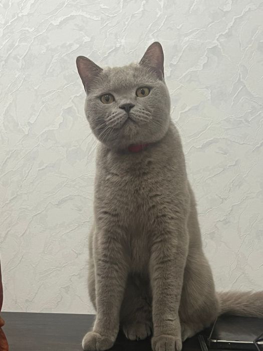 Продам кошку порода британская