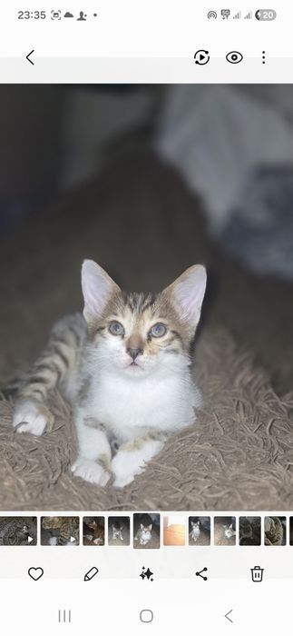 Ищем добрые руки для котенка