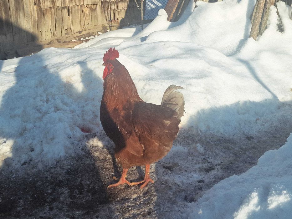 Vand cocoș tânăr de țara