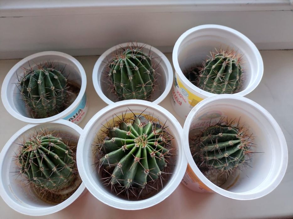 Продам комнатные кактусы