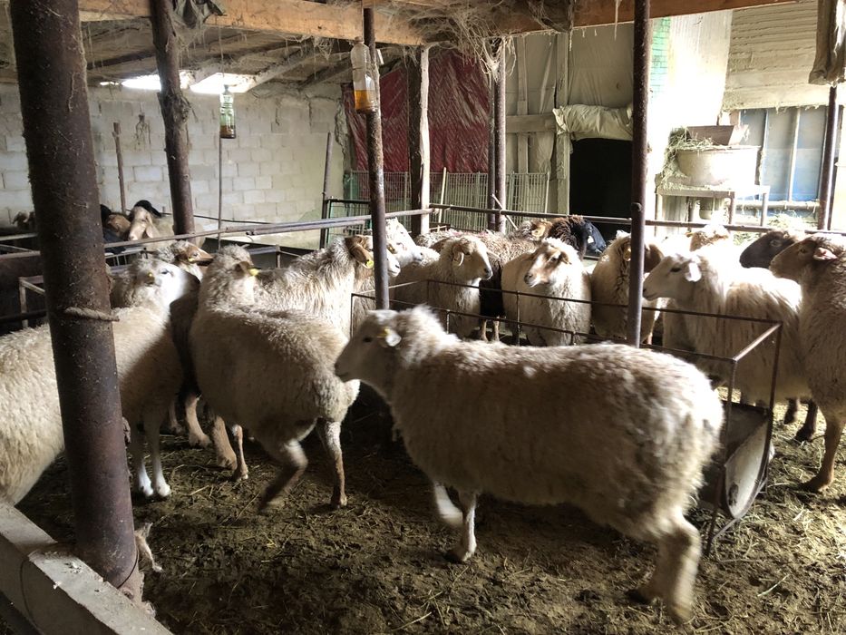 Бараны стояли на откорме
