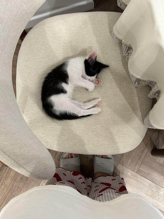 Отдам котенка вместе с вещами
