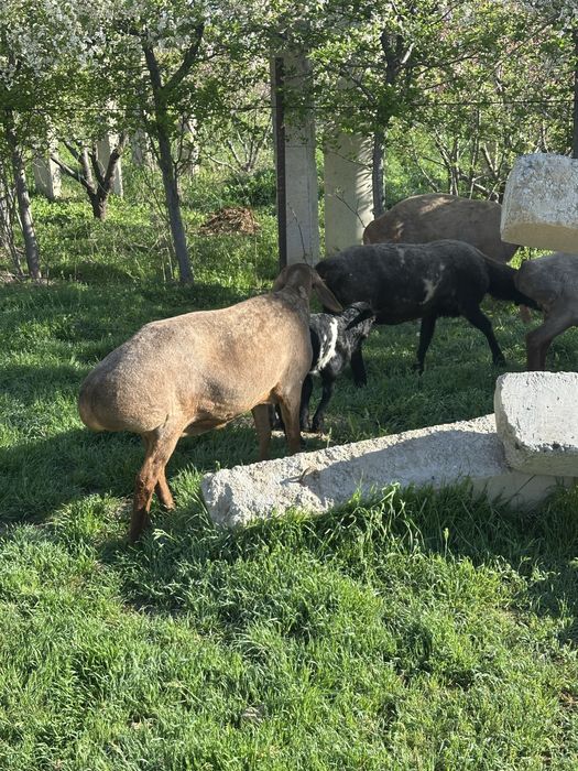 Quylar sotiladi 1 tugishga bogoz zotdor quylar