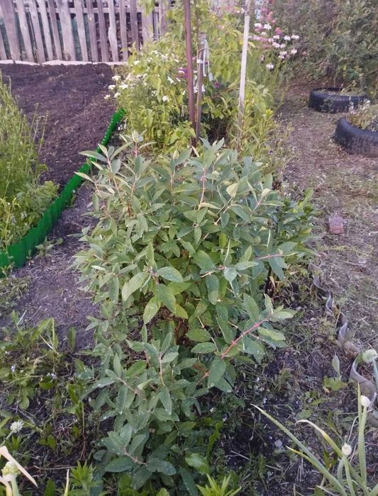 Продам дачу в обществе Борки