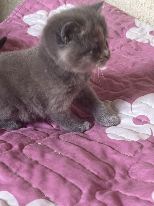 Котёнок Mushukcha