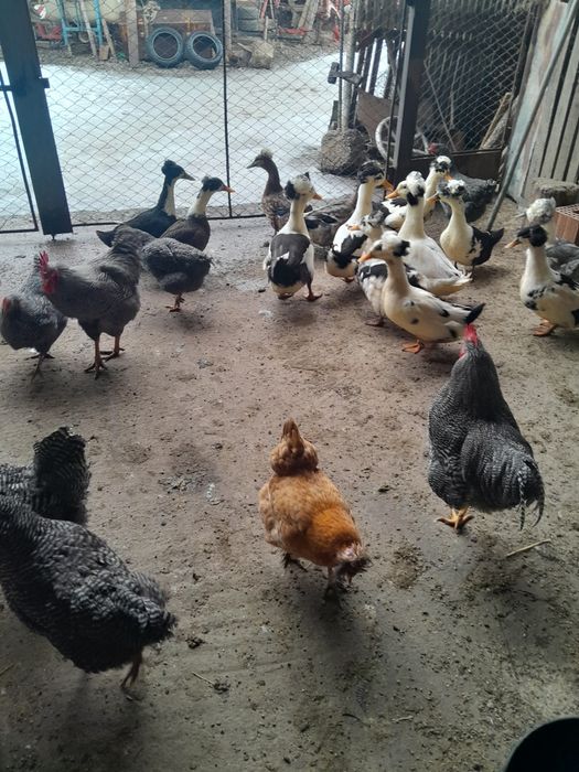 Ouă de găini cu moț playmont și rațe cu moț