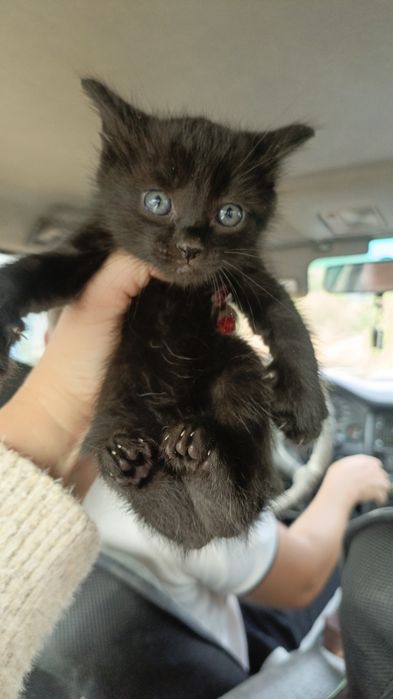 Котята.в хорошие руки