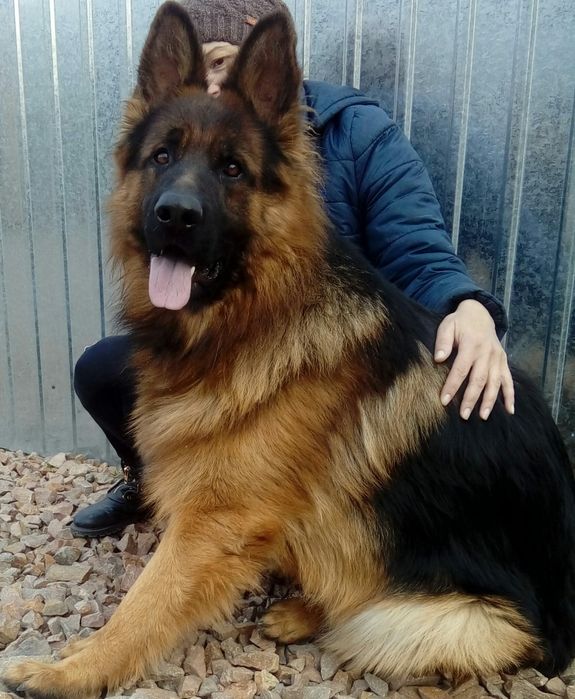 Немецкая овчарка