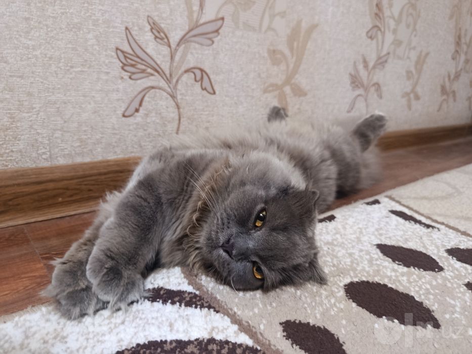 Кошки British Fold Longhair 1 годик