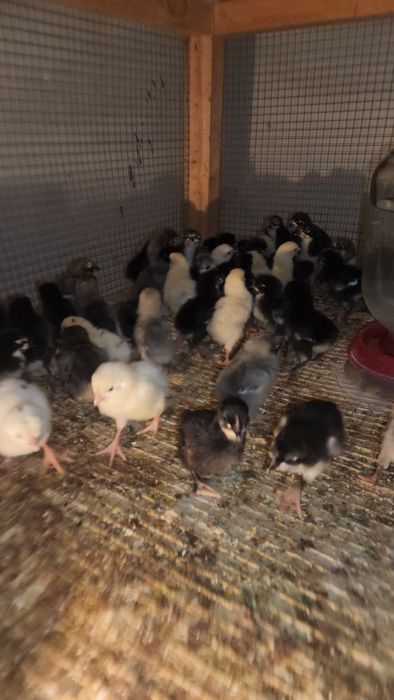 AVSTRALORP VA SENDI ZOTI Qoshilgan JOJALAR Gibrid Австрлалорп ва сенди