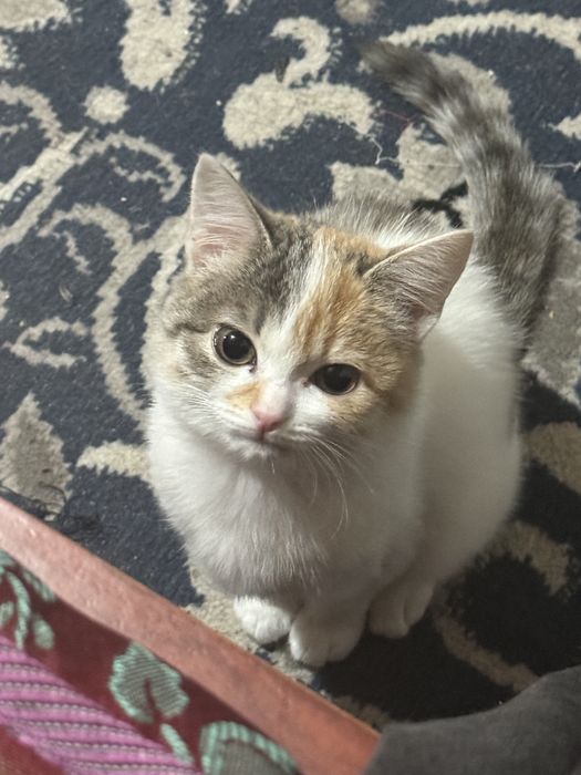 Котёнок, 5 месяцев