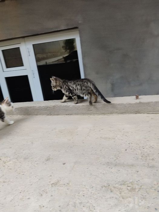 Продам Бенгальские кошки