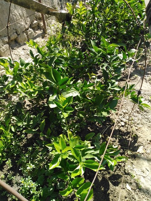 Лимон кучат  сотилади