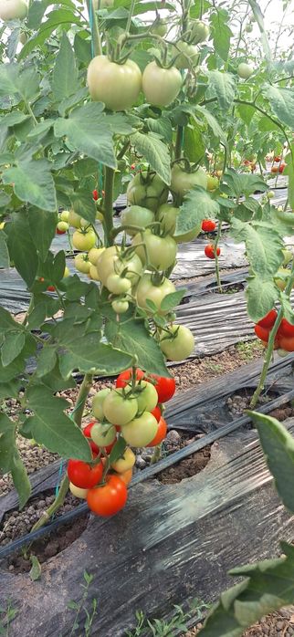 Tomate cu gust...