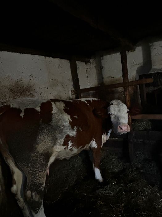 Vaci de vanzare 2400 E bucata