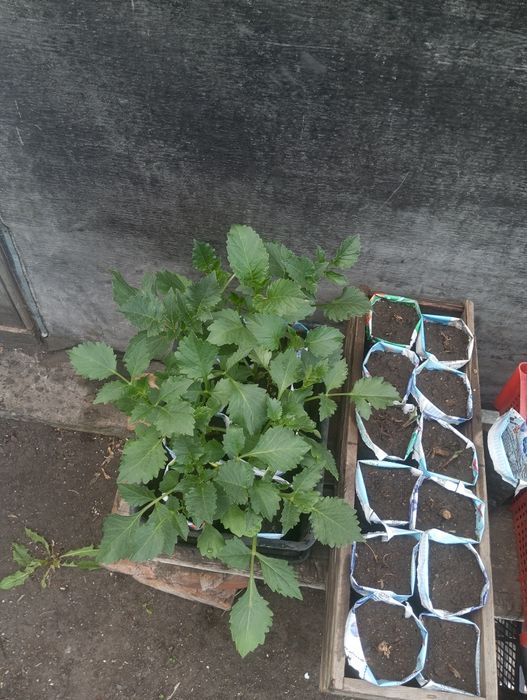 Срочно продам георгины