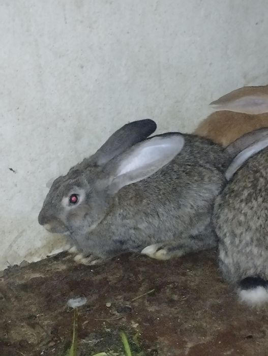 Flandir quyon bolalari 3 yarim oylik