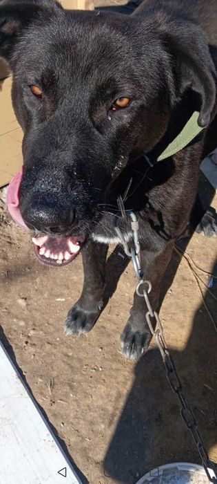 Отдам собаку в добрые руки