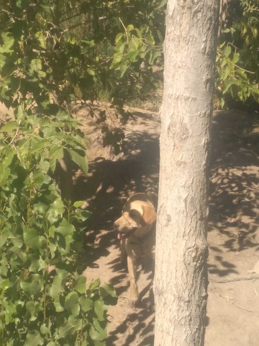 Келисимли бахада