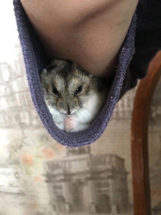 Хомяки джунгарики