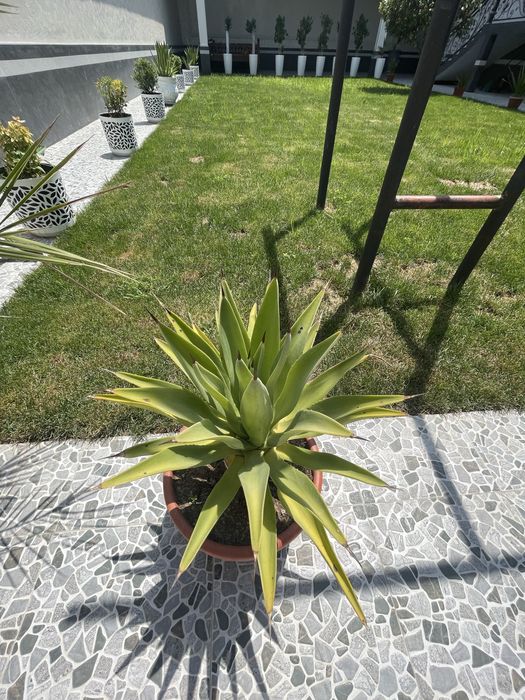 Агава для вашего дома