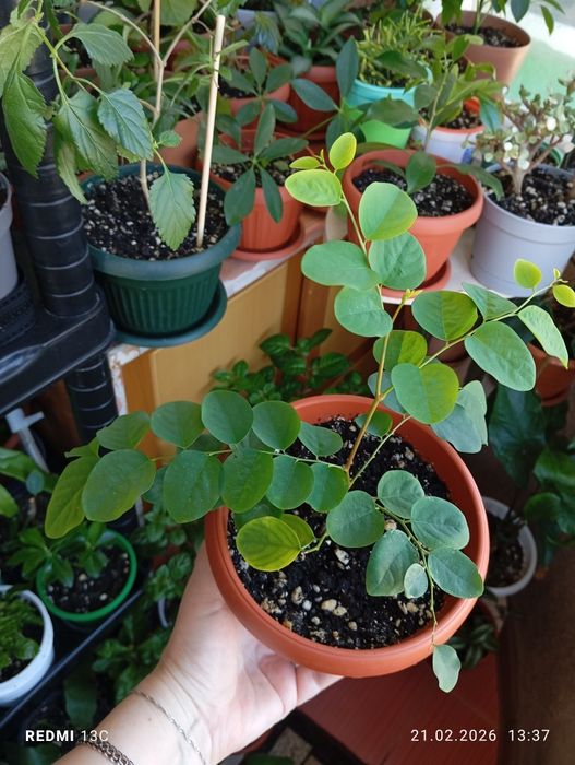 Продам растения комнатные