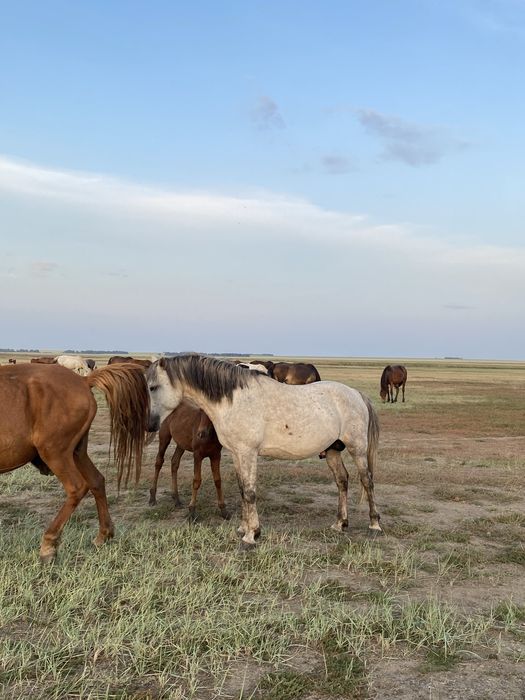 Айгыр сатылады 6 жасар