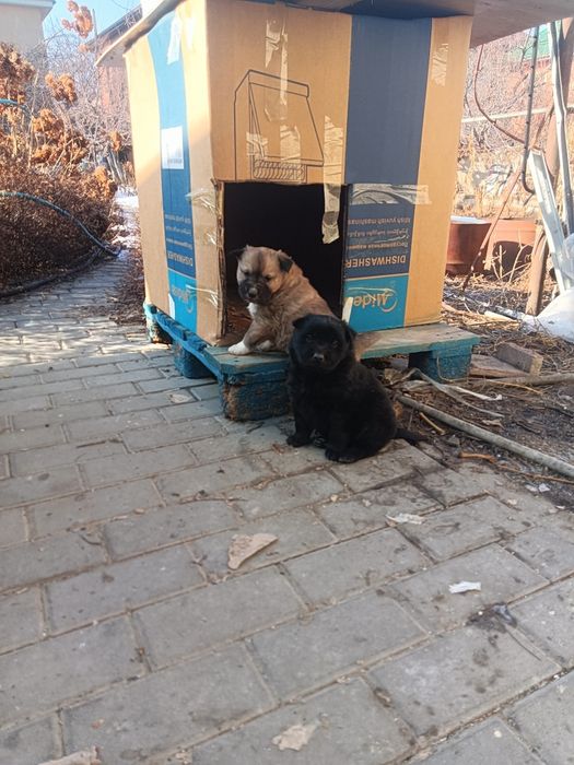 Отдам щенков все мальчики