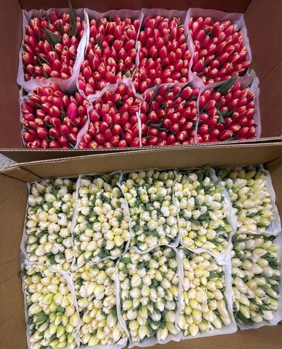 Тюльпаны цветы оптовые цены