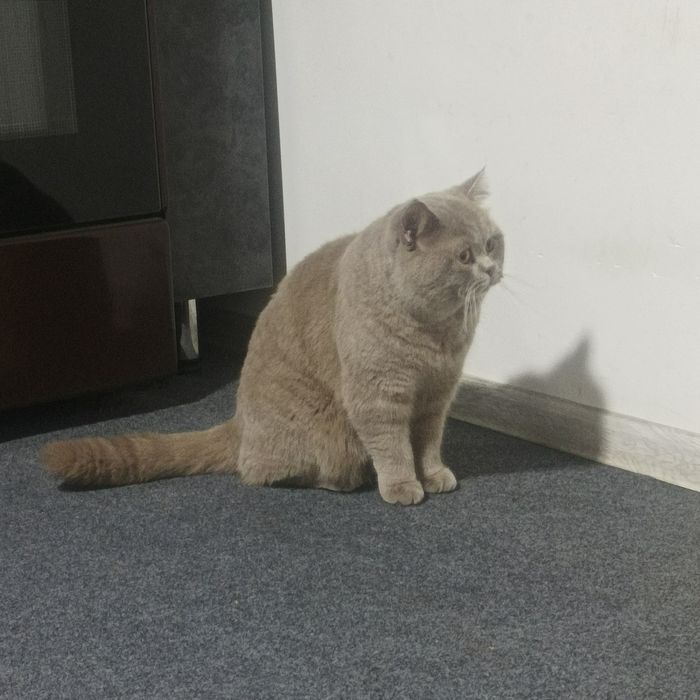 Вязка кошек с документами