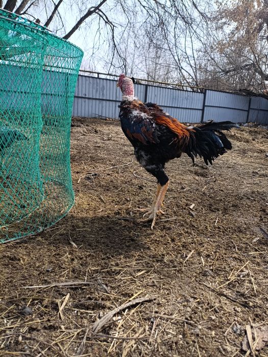 Продам дакана ..