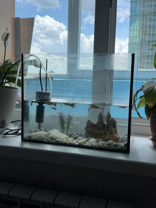 Продам аквариум 12 рыб