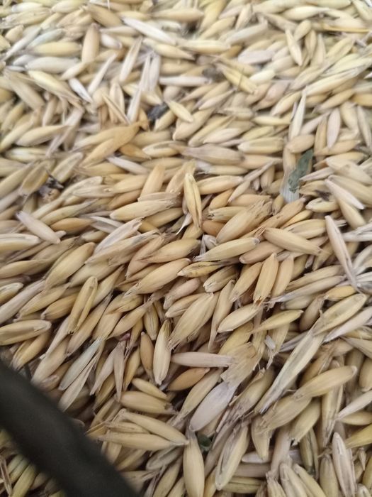 Vând ovăz producție 2025