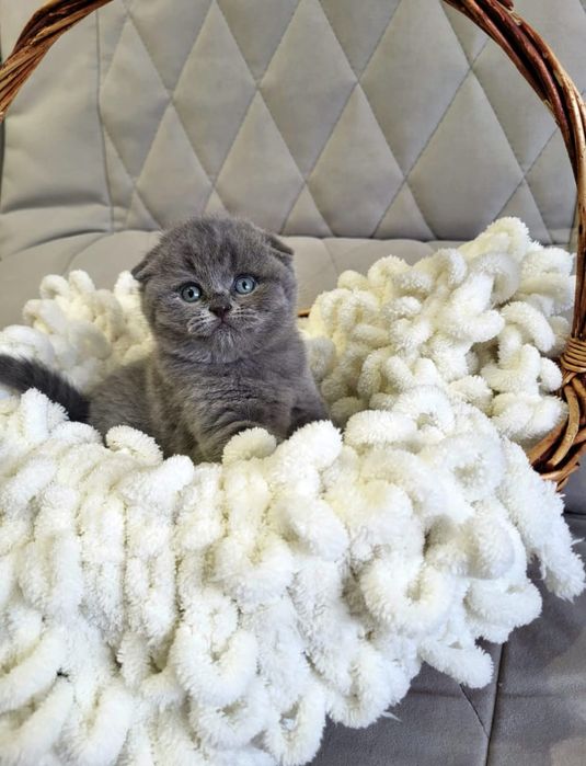 Девочка и Мальчик.  Скоттиш Фолд.