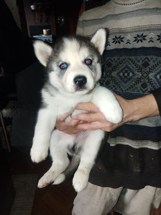 Продам щенков сибирской хаски