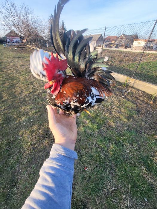 Vând 3 cocosi chabo