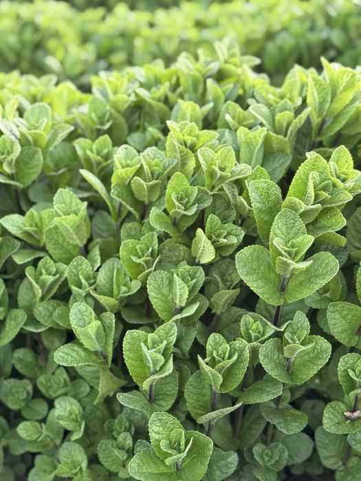 Menta Olandeza fresh!
