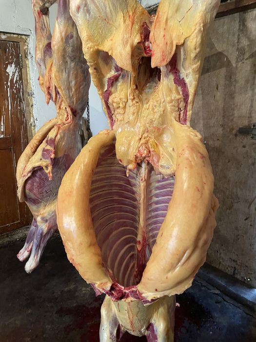 Семіз Байталдар сатылады