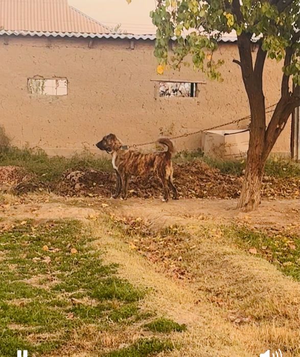 11 айлық күшік сатылады