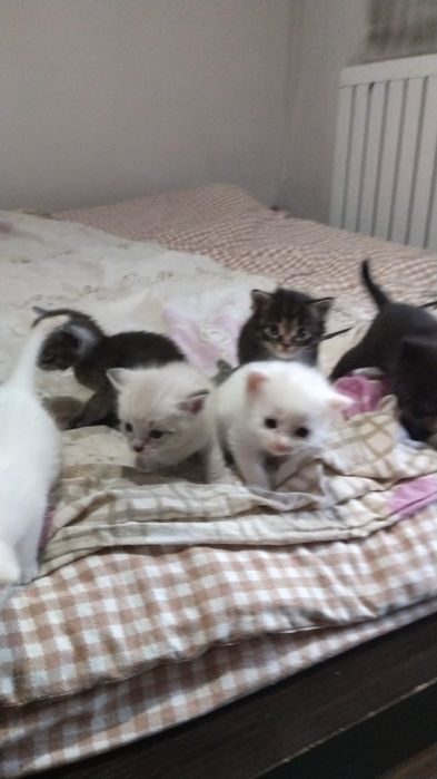 Котята от Шотландской кошки