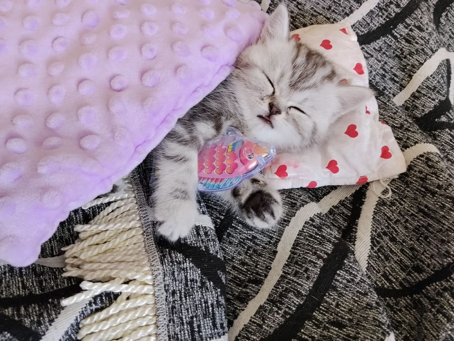 Продам котёнка шотланцец